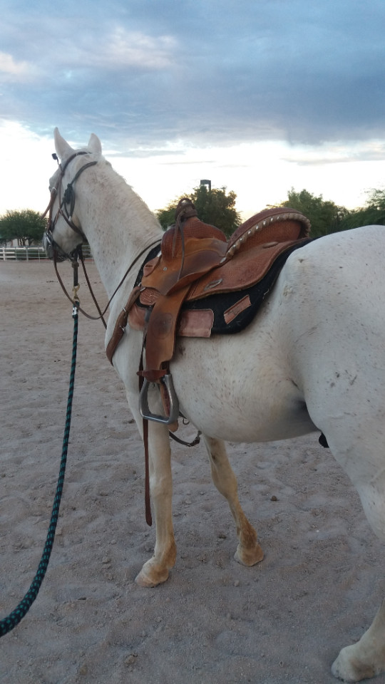 bullseye rescue