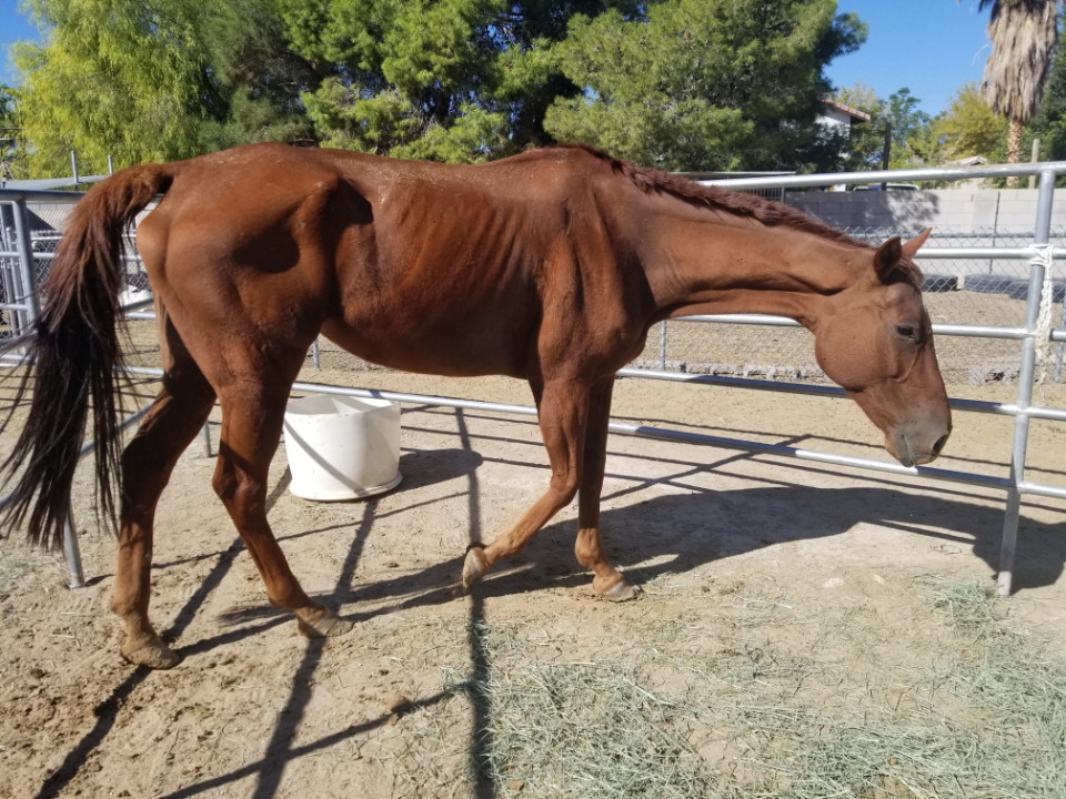 ginger pic rescue